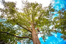 Best Commercial Tree Services  in Selma, NC