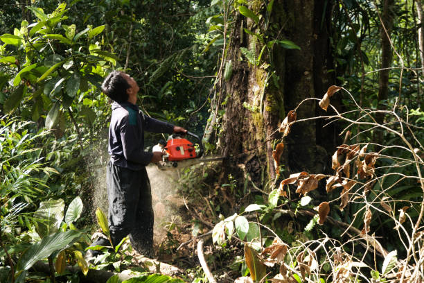 Best Emergency Tree Removal  in Selma, NC