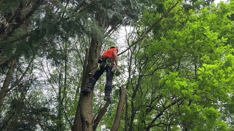 Best Tree Removal  in Selma, NC