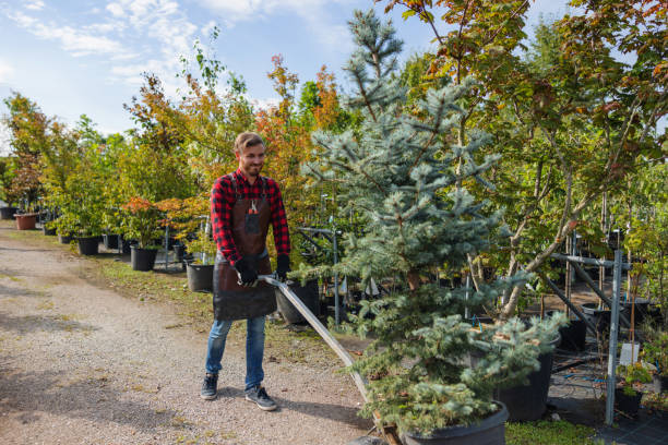 How Our Tree Care Process Works  in  Selma, NC