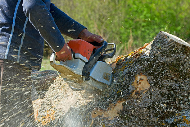 Best Arborist Consultation Services  in Selma, NC